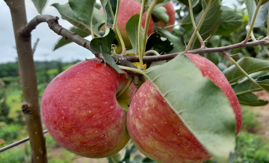 Pesquisa sobre produção orgânica de maçã tem primeira colheita. Foto:IDR