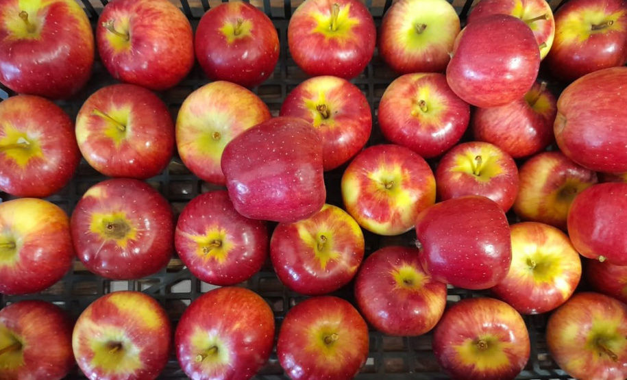 Pesquisa sobre produção orgânica de maçã tem primeira colheita. Foto:IDR