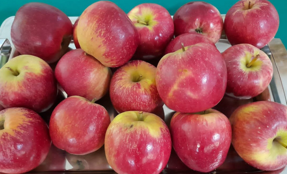 Pesquisa sobre produção orgânica de maçã tem primeira colheita. Foto:IDR