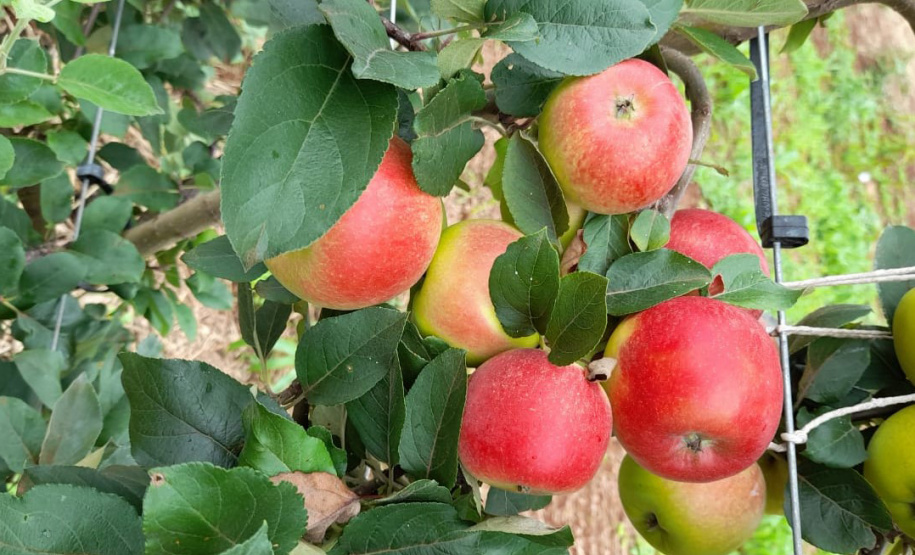 Pesquisa sobre produção orgânica de maçã tem primeira colheita. Foto:IDR