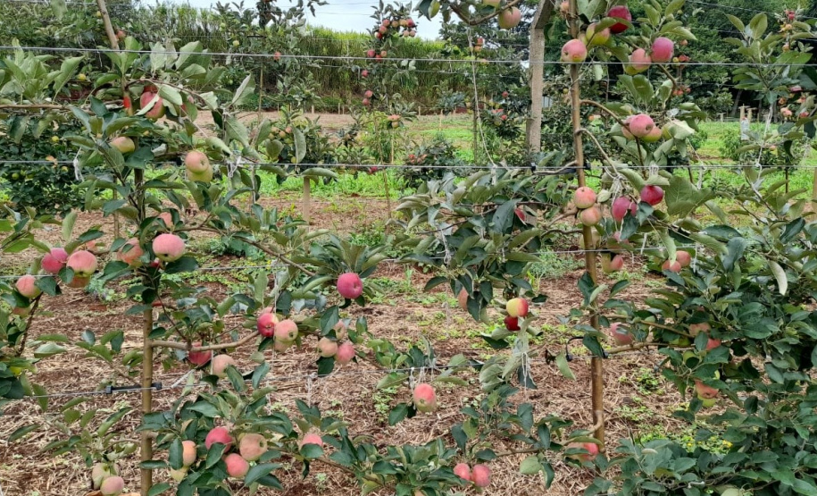 Pesquisa sobre produção orgânica de maçã tem primeira colheita. Foto:IDR