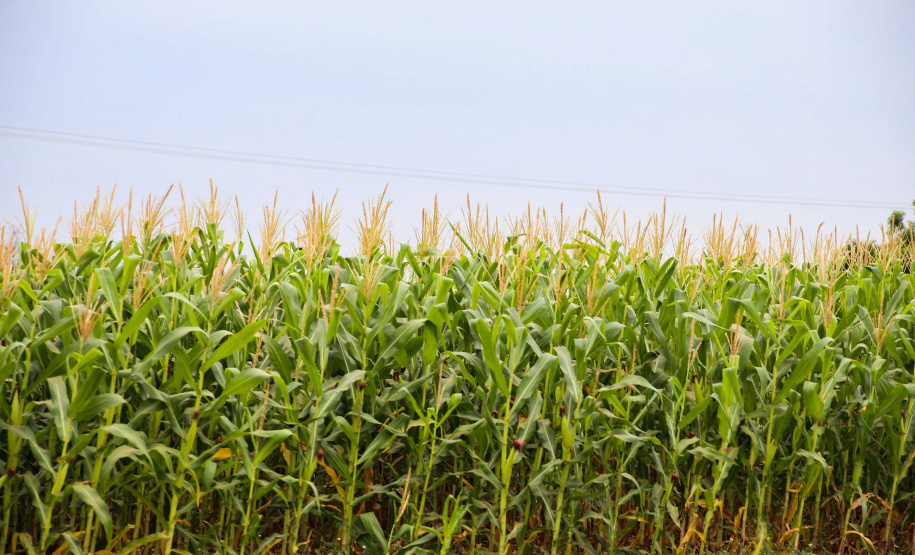 Agropecuária foi base de sustentação da balança comercial.  Foto: Geraldo Bubniak/AEN