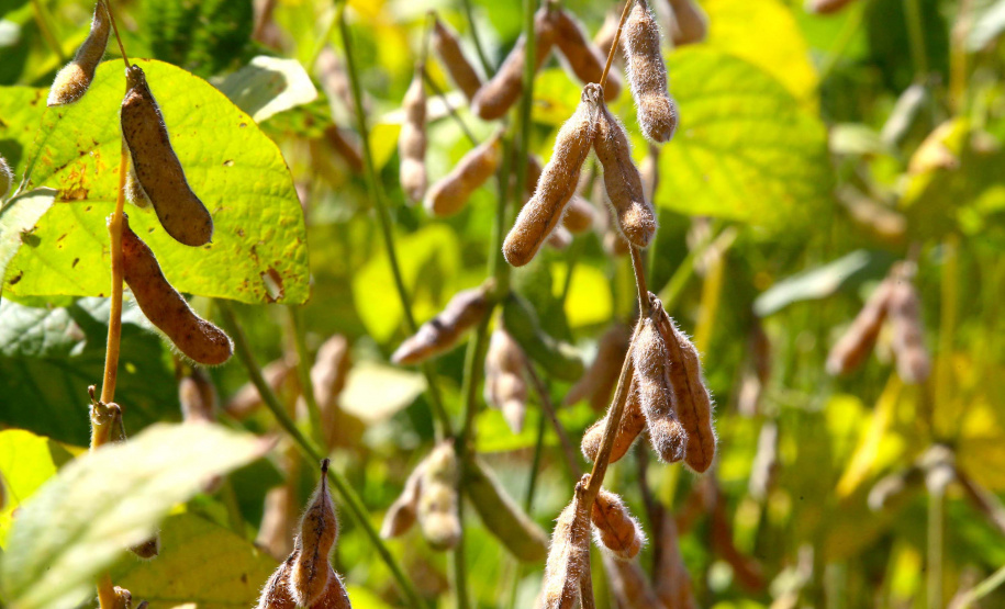 Agropecuária foi base de sustentação da balança comercial.