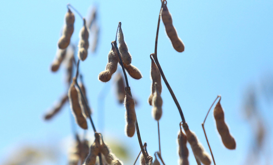Agropecuária foi base de sustentação da balança comercial.