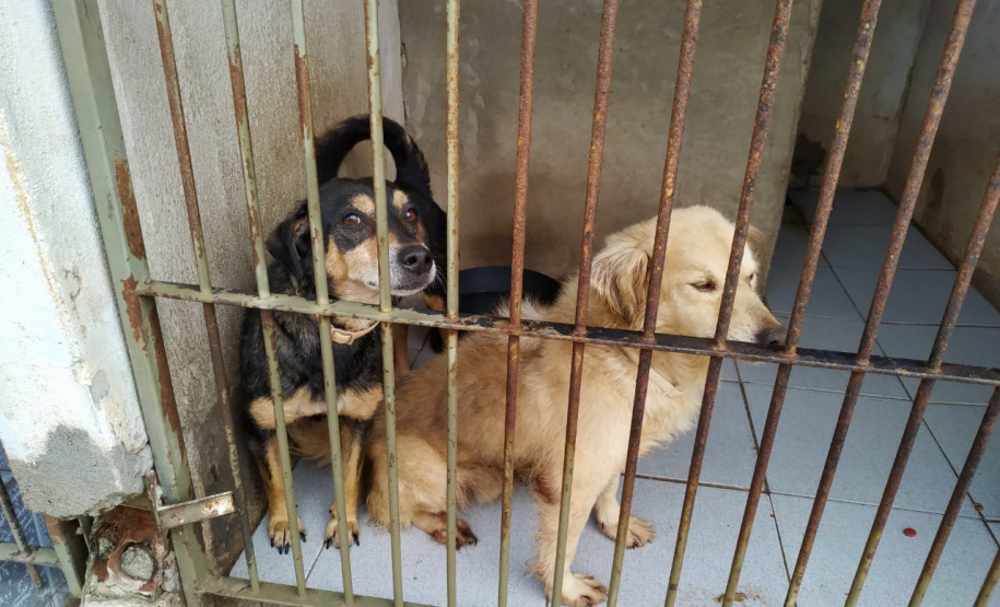 Programa castrou gratuitamente quase 11 mil cães e gatos. Foto:SEDEST