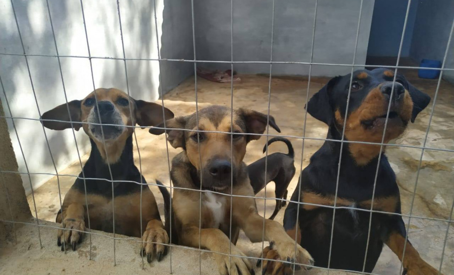 Programa castrou gratuitamente quase 11 mil cães e gatos. Foto:SEDEST