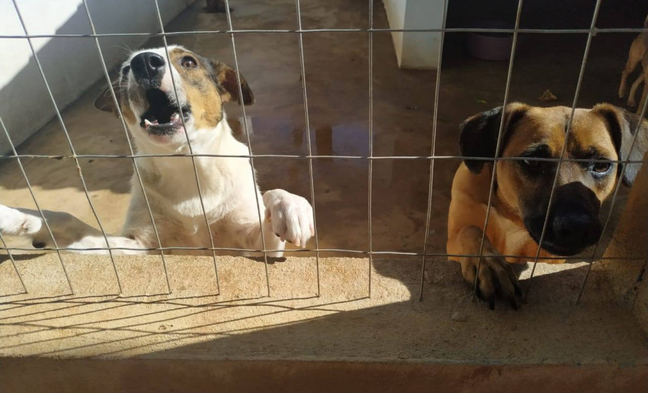 Programa castrou gratuitamente quase 11 mil cães e gatos. Foto:SEDEST
