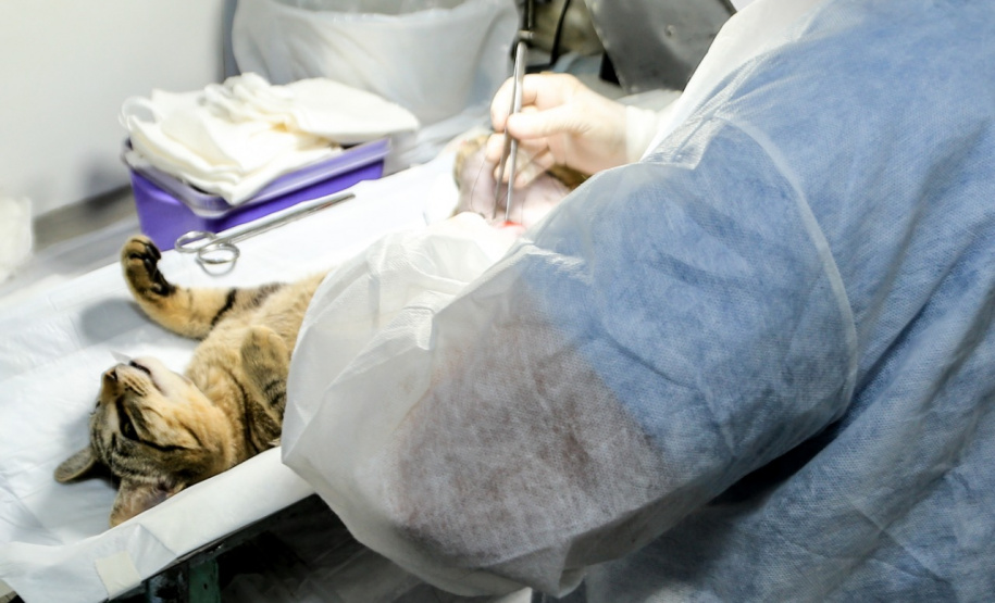 Programa castrou gratuitamente quase 11 mil cães e gatos. Foto:SEDEST