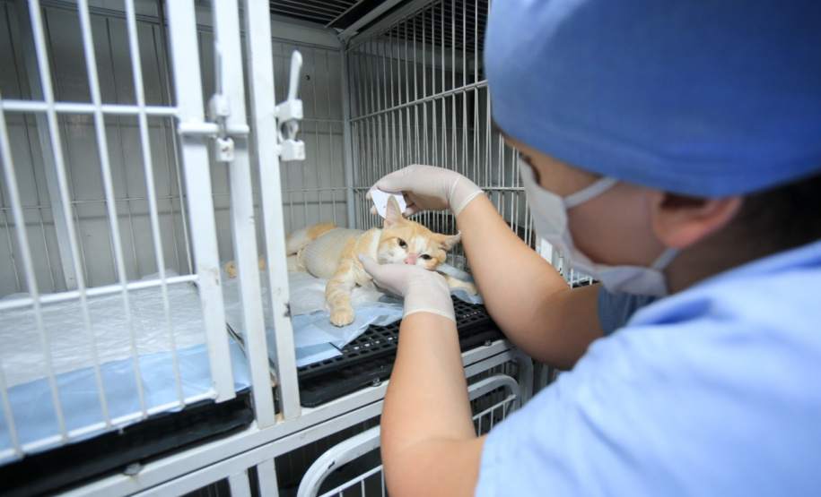 Programa castrou gratuitamente quase 11 mil cães e gatos. Foto:SEDEST