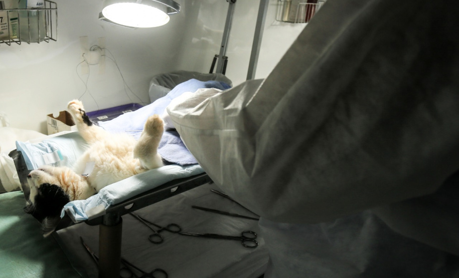 Programa castrou gratuitamente quase 11 mil cães e gatos. Foto:SEDEST