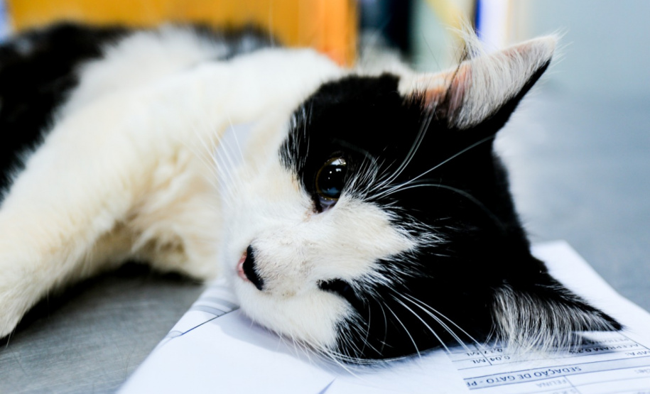Programa castrou gratuitamente quase 11 mil cães e gatos. Foto:SEDEST