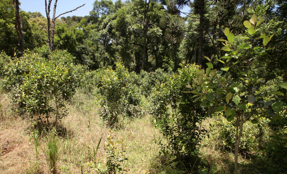 Ervateira Feito no Paraná Empresa Baronesa Ervateira. Foto: Ari Dias/AEN
