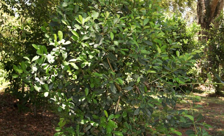 Ervateira Feito no Paraná Empresa Baronesa Ervateira. Foto: Ari Dias/AEN