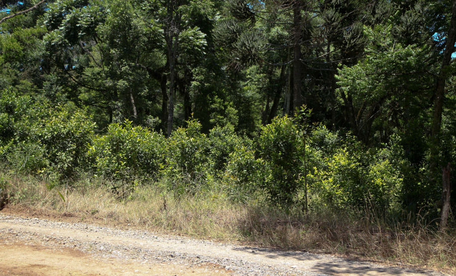 Ervateira Feito no Paraná Empresa Baronesa Ervateira. Foto: Ari Dias/AEN