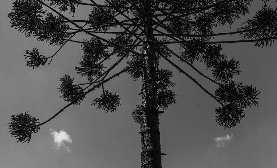 Curitiba - PALACIO IGUAÇU - Foto: Jonathan Campos/ AEN