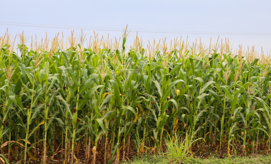 Safra de verão no Paraná deve ser recorde com 24,2 milhões de toneladas. Foto:Geraldo Bubniak/AEN
