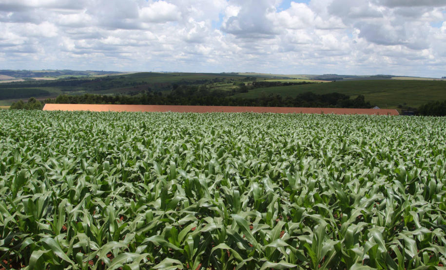 Safra de verão no Paraná deve ser recorde com 24,2 milhões de toneladas. Foto: Arquivo AEN