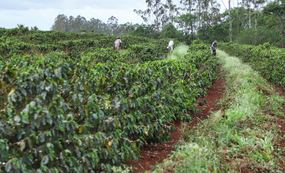 Localizada em Santa Mariana, a fazenda é gerida por Cornélia Gamerschlag e seu marido, Norbert