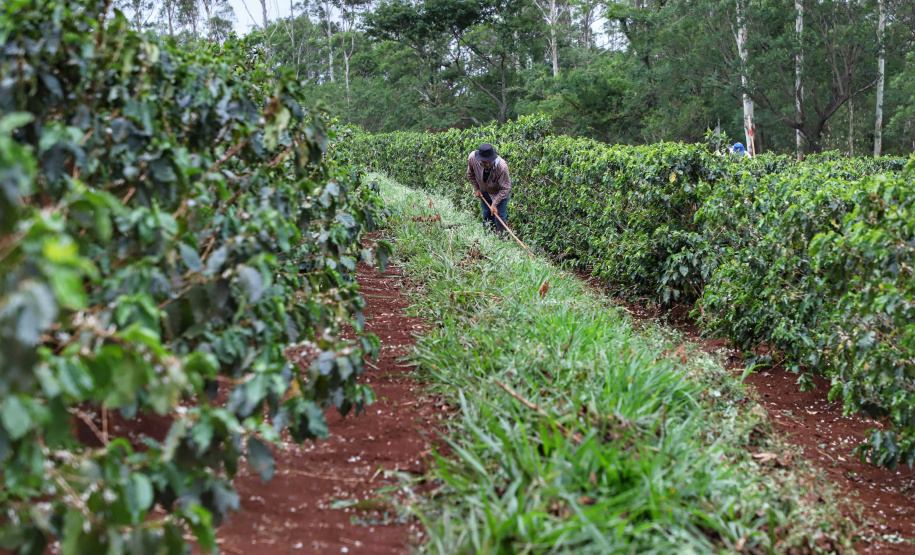 Localizada em Santa Mariana, a fazenda é gerida por Cornélia Gamerschlag e seu marido, Norbert