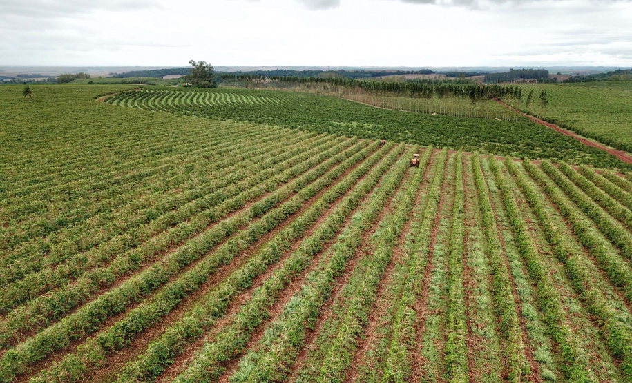 Localizada em Santa Mariana, a fazenda é gerida por Cornélia Gamerschlag e seu marido, Norbert
