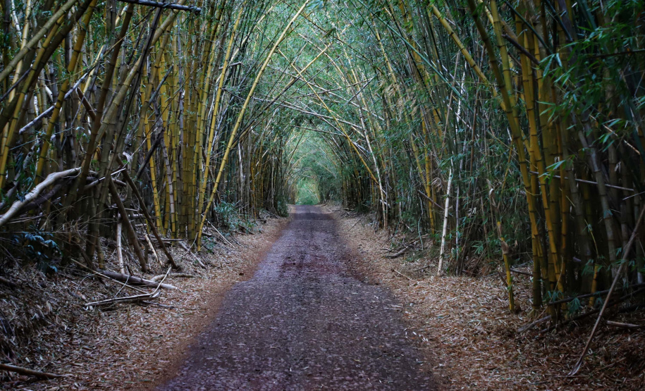 Localizada em Santa Mariana, a fazenda é gerida por Cornélia Gamerschlag e seu marido, Norbert