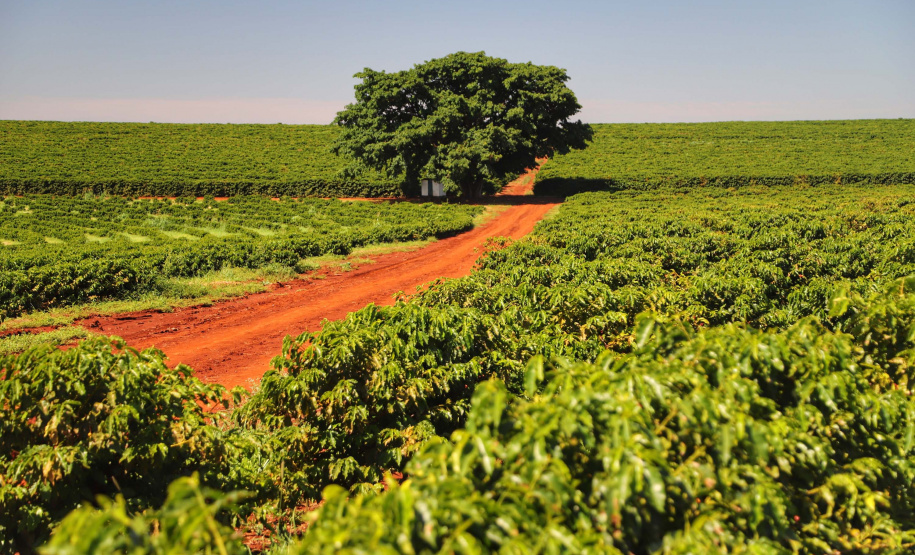 Localizada em Santa Mariana, a fazenda é gerida por Cornélia Gamerschlag e seu marido, Norbert