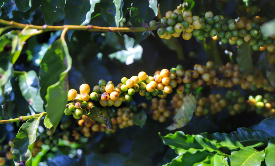 Localizada em Santa Mariana, a fazenda é gerida por Cornélia Gamerschlag e seu marido, Norbert