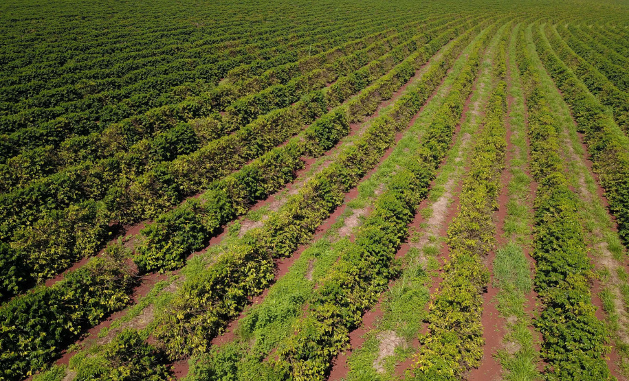 Localizada em Santa Mariana, a fazenda é gerida por Cornélia Gamerschlag e seu marido, Norbert