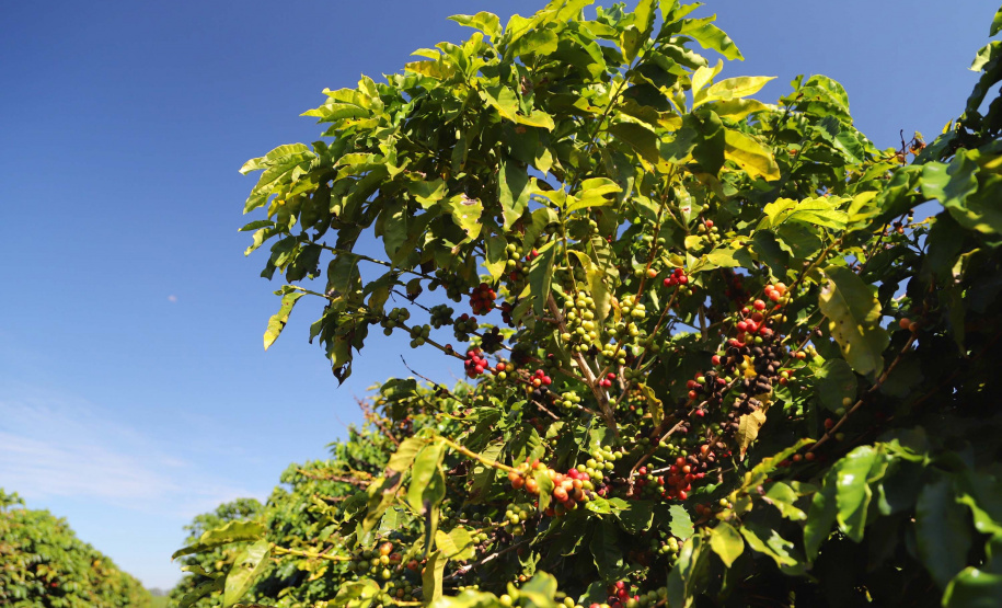 Localizada em Santa Mariana, a fazenda é gerida por Cornélia Gamerschlag e seu marido, Norbert