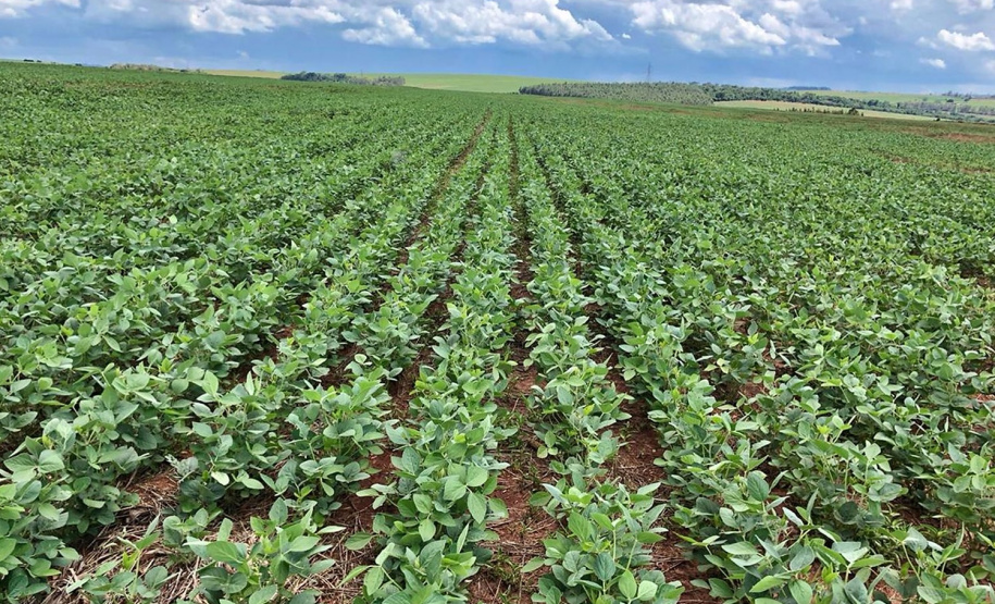 Resultados com a soja são visíveis comparando área testemunho
Foto: SANEPAR