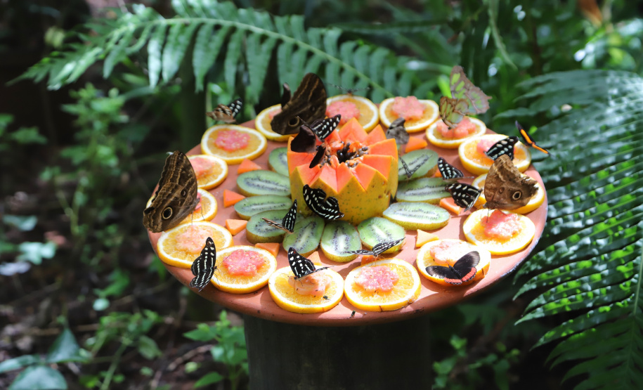 Atrações turísticas de Foz já atraíram 33,6 mil pessoas em 2021. Foto: José Fernando Ogura/AEN