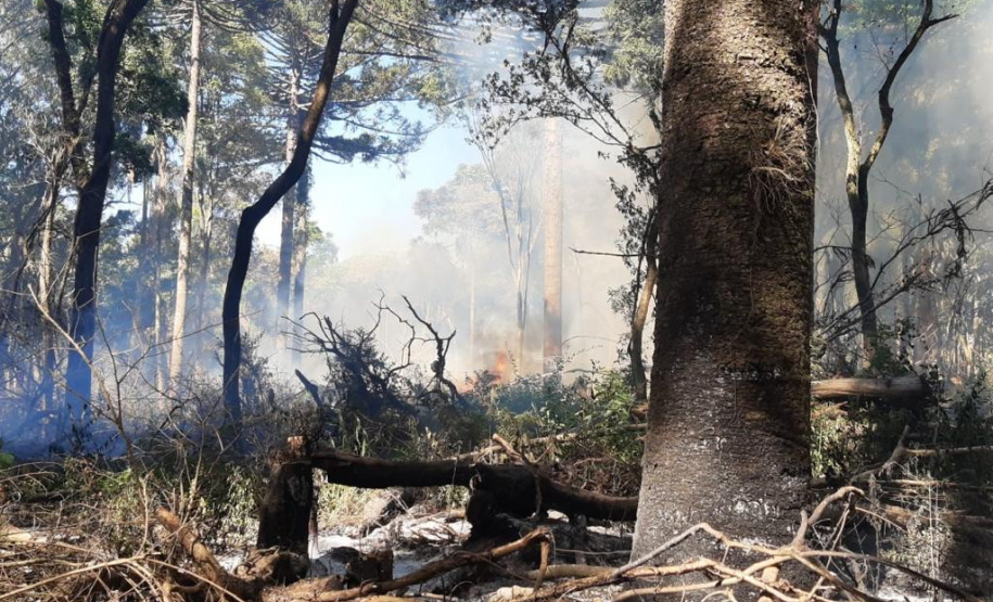 Desmatamento ilegal do Bioma da Mata Atlântica na Região Centro-Sul do Estado.
Foto: Divulgação Sedest/IAT
