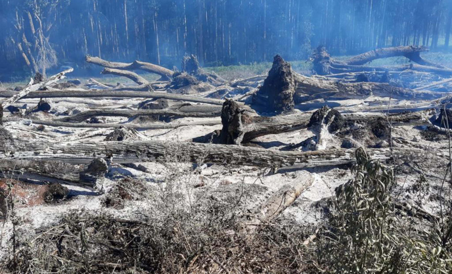 Desmatamento ilegal do Bioma da Mata Atlântica na Região Centro-Sul do Estado.
Foto: Divulgação Sedest/IAT