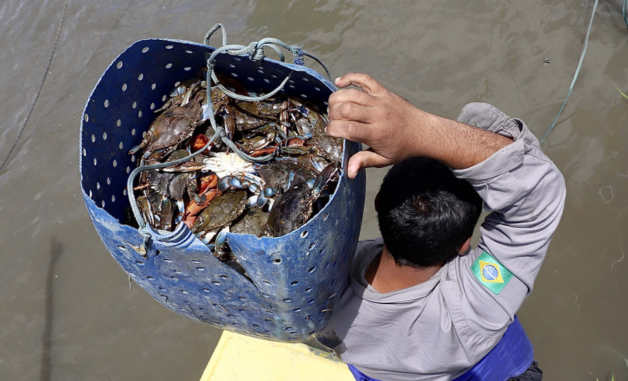 A pesca artesanal, que garante renda para cerca de 6 mil famílias no litoral paranaense, é tema da nova campanha de educação ambiental da Portos do Paraná. A empresa pública promove ações de comunicação e valorização da atividade, aproveitando o aumento no número de veranistas nas praias do Estado.
