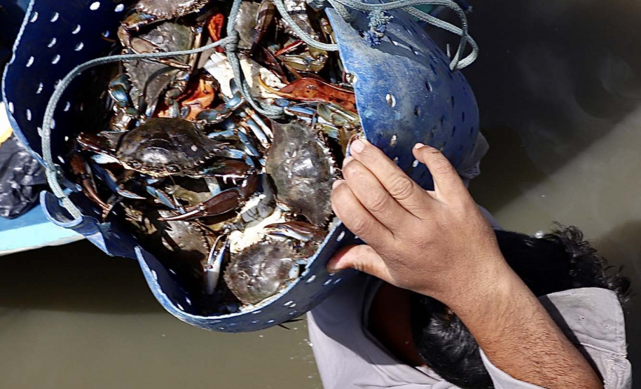 A pesca artesanal, que garante renda para cerca de 6 mil famílias no litoral paranaense, é tema da nova campanha de educação ambiental da Portos do Paraná. A empresa pública promove ações de comunicação e valorização da atividade, aproveitando o aumento no número de veranistas nas praias do Estado.