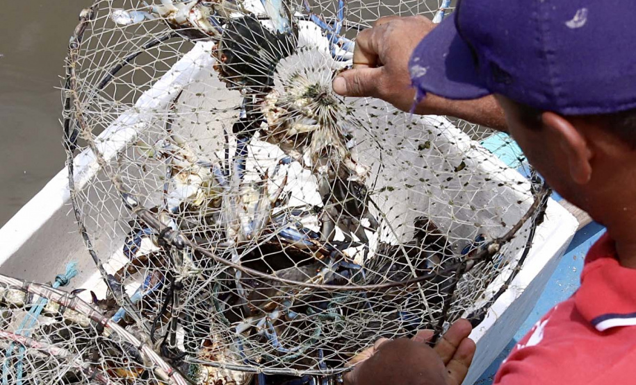 A pesca artesanal, que garante renda para cerca de 6 mil famílias no litoral paranaense, é tema da nova campanha de educação ambiental da Portos do Paraná. A empresa pública promove ações de comunicação e valorização da atividade, aproveitando o aumento no número de veranistas nas praias do Estado.