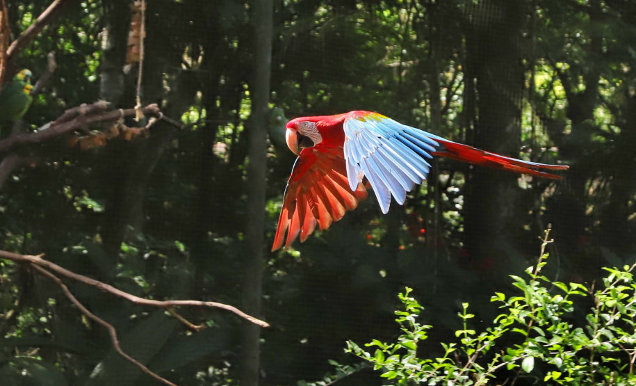 04/2019 - Foz do Iguaçu - Parque das Aves. Foto: José Fernando Ogura/AEN