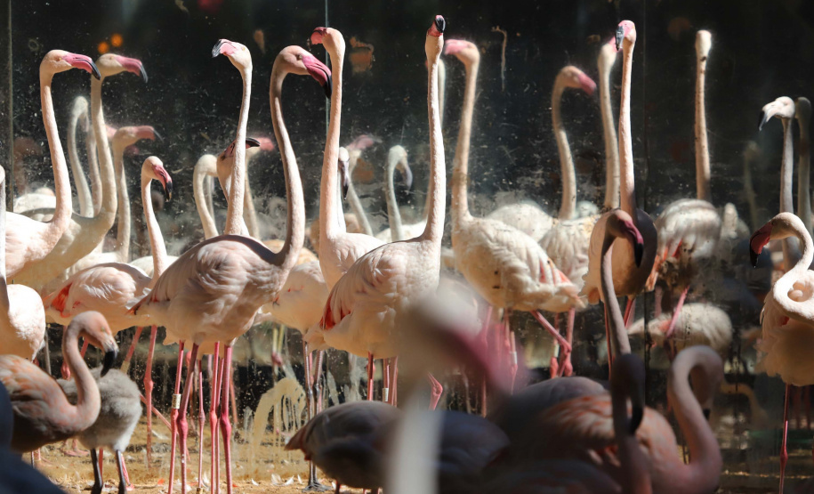 04/2019 - Foz do Iguaçu - Parque das Aves. Foto: José Fernando Ogura/AEN