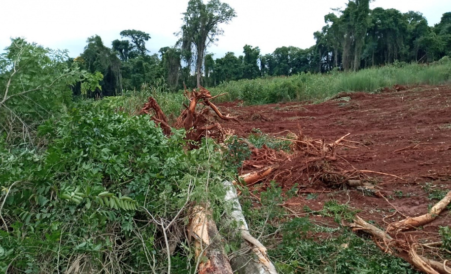 Uma fiscalização do Batalhão de Polícia Ambiental-Força Verde (BPAmb-FV) e do Instituto Água e Terra (IAT), órgão vinculado à Secretaria do Desenvolvimento Sustentável e Turismo (Sedest), flagrou a destruição de vegetação nativa no município de São José da Boa Vista, no Norte do Estado, no sábado (09). A ação resultou na prisão de nove pessoas, apreensão de seis máquinas e um total de R$ 252 mil em multas. - Foto: Divulgação SEDEST/IAT