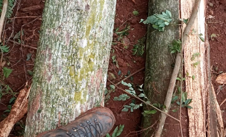 Uma fiscalização do Batalhão de Polícia Ambiental-Força Verde (BPAmb-FV) e do Instituto Água e Terra (IAT), órgão vinculado à Secretaria do Desenvolvimento Sustentável e Turismo (Sedest), flagrou a destruição de vegetação nativa no município de São José da Boa Vista, no Norte do Estado, no sábado (09). A ação resultou na prisão de nove pessoas, apreensão de seis máquinas e um total de R$ 252 mil em multas. - Foto: Divulgação SEDEST/IAT