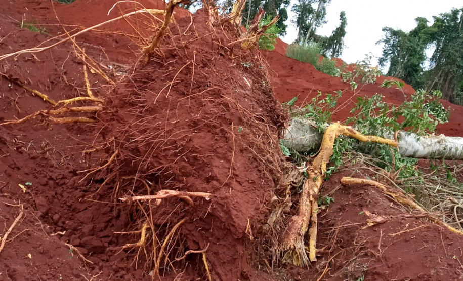 Uma fiscalização do Batalhão de Polícia Ambiental-Força Verde (BPAmb-FV) e do Instituto Água e Terra (IAT), órgão vinculado à Secretaria do Desenvolvimento Sustentável e Turismo (Sedest), flagrou a destruição de vegetação nativa no município de São José da Boa Vista, no Norte do Estado, no sábado (09). A ação resultou na prisão de nove pessoas, apreensão de seis máquinas e um total de R$ 252 mil em multas. - Foto: Divulgação SEDEST/IAT