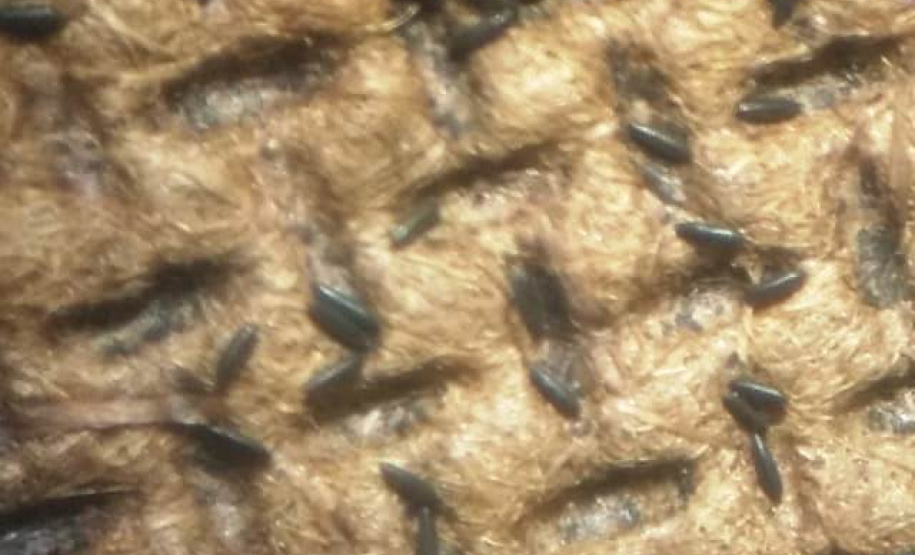 A Secretaria de Estado da Saúde divulgou nesta terça-feira (12) o primeiro boletim de 2021 com os dados do monitoramento da dengue no Estado. A Secretaria da Saúde realiza neste momento força-tarefa para atendimento a um surto no município de Sengés, na região dos Campos Gerais. As equipes detectaram e removeram de forma mecânica centenas de criadouros em recipientes usados para armazenar água como baldes, caixas d´água e tanques.  -  Foto: Divulgação SESA