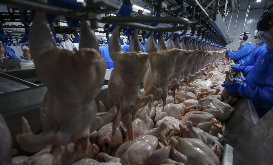 O ano de 2020 foi marcado por números positivos de produção e exportação na cadeia de carnes e proteínas animais. As projeções da Secretaria de Estado da Agricultura e do Abastecimento (Seab) e os dados já consolidados indicam que foi o melhor ano da história nas plantas fabris e que houve salto no volume de exportações, com quase 2 milhões de toneladas comercializadas com outros países. Foto: Jonathan Campos/AEN