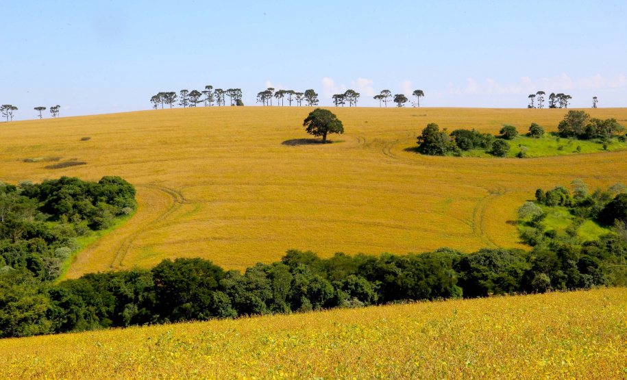O Paraná tinha produção significativa de arroz até meados do século passado