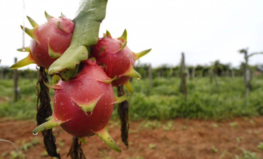 Governador Carlos Massa Ratinho Junior participou nesta segunda-feira (18) da inauguração da Villa Puree, em Santo Antônio do Paraíso. Foto: Jonathan Campos/AEN
