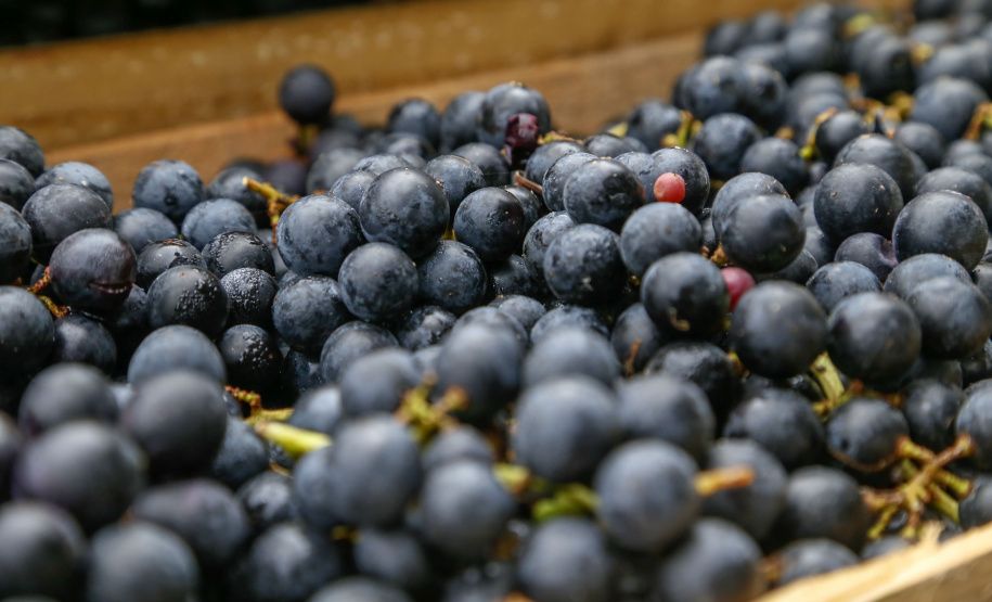 Permissionários atacadistas da Ceasa Curitiba fazem doação 25 toneladas de alimentos para entidades beneficentes de Curitiba e Região Metropolitana, além de famílias atingidas pelas chuvas em Irati, na região Centro-Sul do Estado. - Curitiba, 29/01/2021  - Foto: Gilson Abreu/AEN