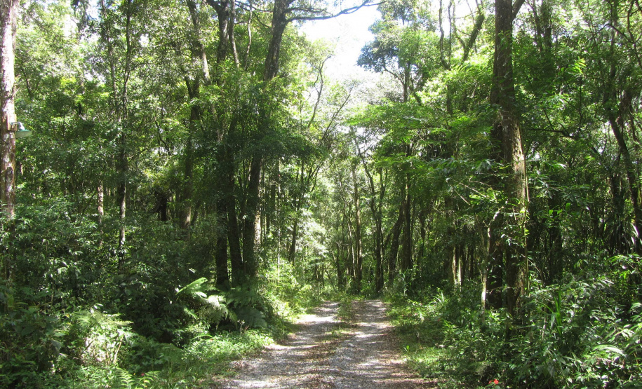 O Governo do Paraná destinou R$ 701.013,90 às 20 Reservas Particulares de Patrimônio Natural (RPPNs) inscritas no Edital nº 01/2018 do Programa Pagamento por Serviços Ambientais (PSA).  - Foto: Tereza Hoffmann / IAT