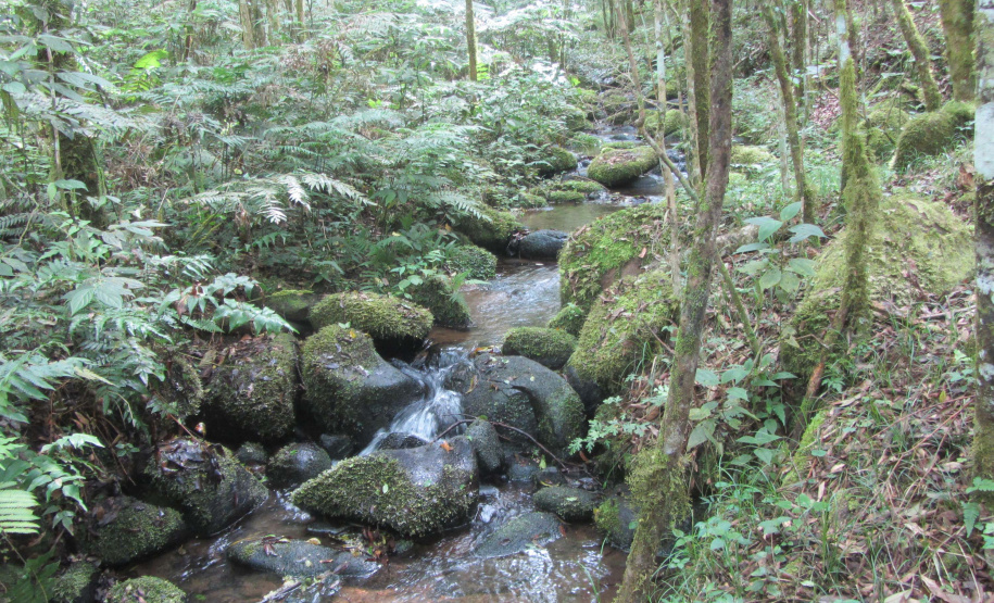 O Governo do Paraná destinou R$ 701.013,90 às 20 Reservas Particulares de Patrimônio Natural (RPPNs) inscritas no Edital nº 01/2018 do Programa Pagamento por Serviços Ambientais (PSA).  - Foto: Tereza Hoffmann / IAT