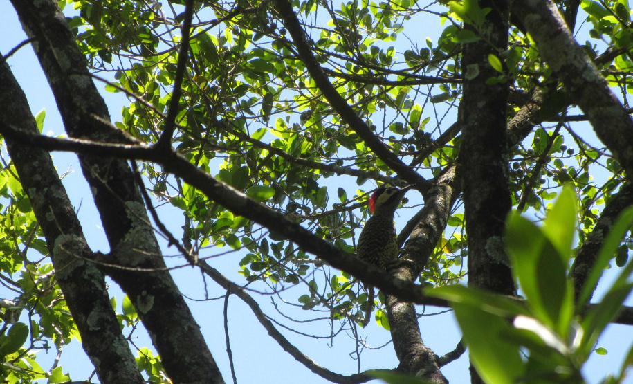 O Governo do Paraná destinou R$ 701.013,90 às 20 Reservas Particulares de Patrimônio Natural (RPPNs) inscritas no Edital nº 01/2018 do Programa Pagamento por Serviços Ambientais (PSA).  - Foto: Tereza Hoffmann / IAT