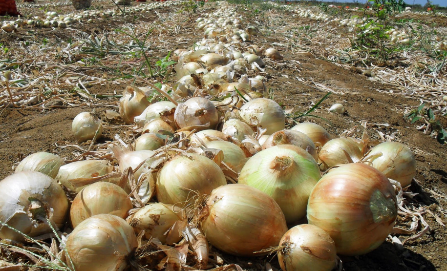 Produção de cebola  -  Foto: Arquivo AEN